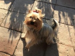 süße Yorki Hündin Cosima