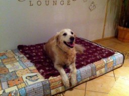 Super_brave_Golden_Ret_Rev_HÃ¼ndin_Missi