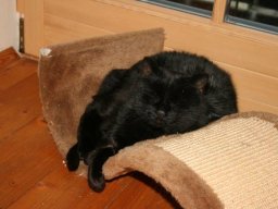 super_gemÃ¼tliche_Katzendame_PussPuss