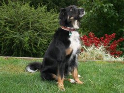 superlieber_Mischlingsruede_Sam