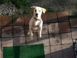 toller Labradorrüde Scooby