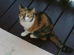 verschmuste_EKH_Dame_Mausi