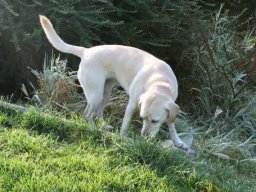 verschmuste Labradormischlingshündin Luna