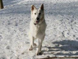 W. Schweizer Schäferhündin Bonny - gut drauf