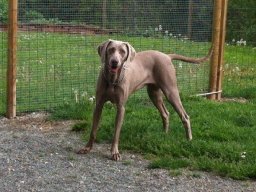 WeimaranerhÃ¼ndin_Anika