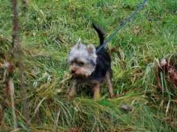 Yorkshire Terrier Rocky