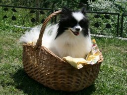 Zwergspitzmaedchen_Ruby