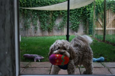 Nico mit Stoffball im Maul