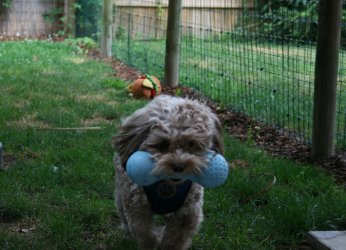 Nico mit Spielzeug im Maul