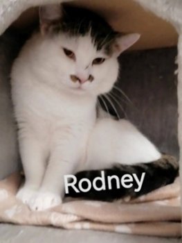 Rodney.png