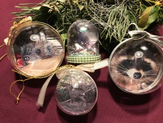 Kleine Wildtiere in großer Not 