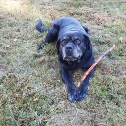 ein Seniorhund mit einem Lekerbissen