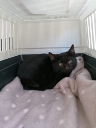 Eine Katzen im Katzenkörbchen