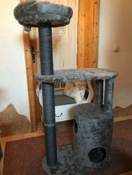 Der fertige Kratzbaum