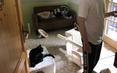 David unter Aufsicht einer Katze beim Zusammenbau des Kratzbaumer