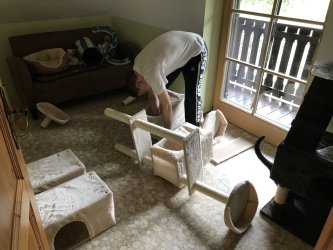 David beim Zusammenbauen des Kratzbaumer