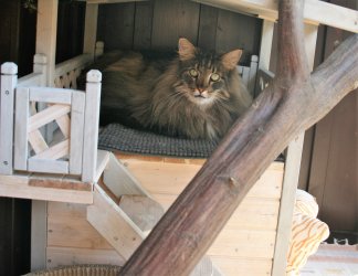 Schmusekater Norwegische Waldkatze Cookie auf dem Balkon