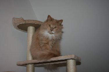 Norwegische Waldkatze Elektra auf dem Kratzbaum