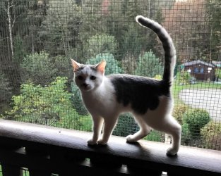 Gastkatze Suzy aus Kroatien auf dem Balkongeländer