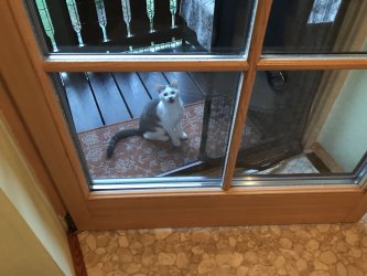 Suzy hinter der Balkontüre