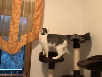 Suzy auf dem Kratzbaum