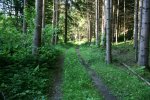 ... mit k&uuml;hlen Waldwegen ...
