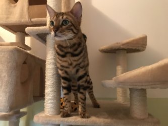 Leo auf dem Kratzbaum