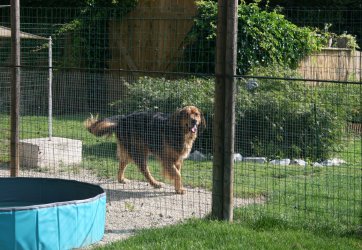 Neelix im Freien hinter dem Zaun