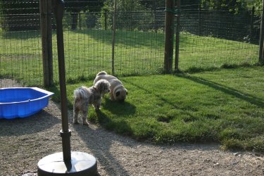 Nico mit einem anderen Gasthund beim Schnüffeln