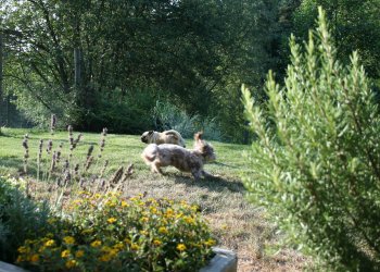 Nico spielt mit einem anderen Hund