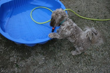 Nico schaut in das Planschbecken