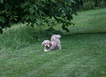 Nico auf der Wiese mit seinem Ball