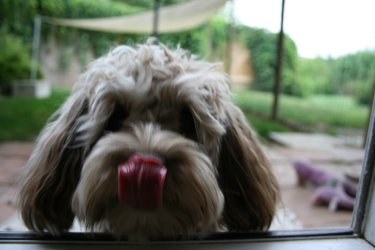 Nico schaut beim Fenster herein