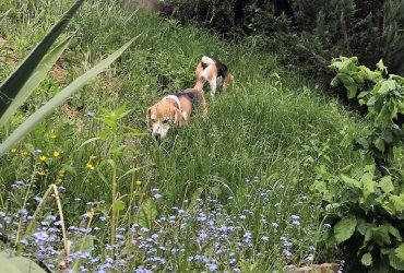 Schmusebeagledamen Daisy und June auf Erkundungstour
