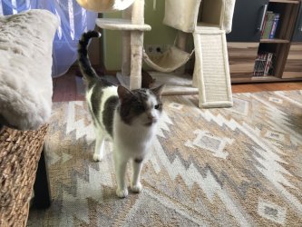 Yoyo steht auf dem Teppich