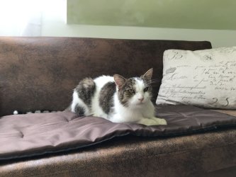 Yoyo chillt auf dem Sofa