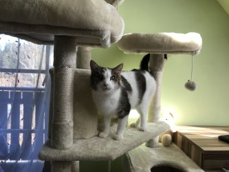 Yoyo auf dem Kratzbaum