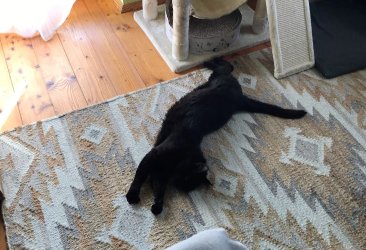 Katzen Simba chillt auf dem Teppich