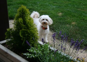 Hündin Nelly auf der Wiese