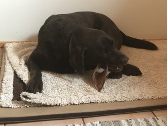 ganz braver und lieber Labradorrüde Karlos genießt sein Schweinsohr