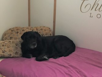 gemütliche Labradordame Dana beim Ruhen