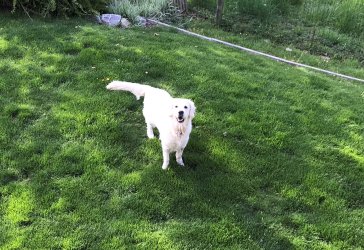 sehr freundliche Labradorhündin Ilvy auf der Wiese