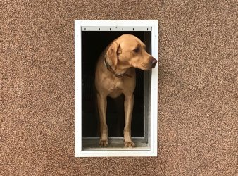 sehr liebes Labradormädchen Laika testet die Hundeklappe