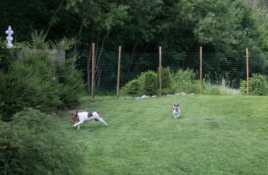 tolles Jack Russel Hündinnenpärchen Lilo und Stitch toben auf der Wiese