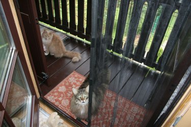 liebes Norwegische Waldkatzen Pärchen Elektra und Cookie